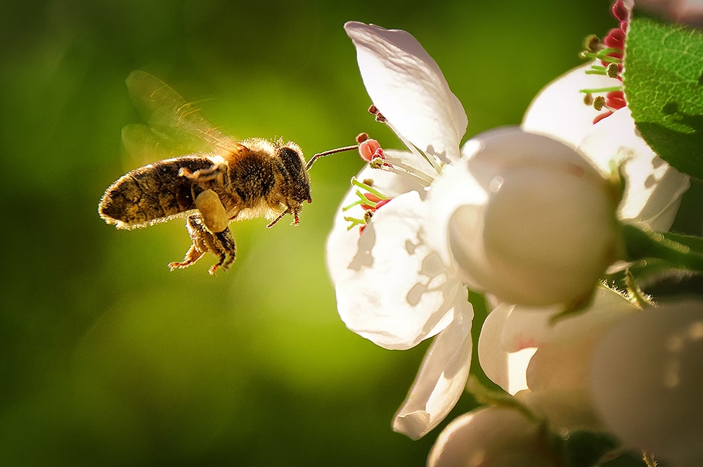 Biene im Flug vor Blüte