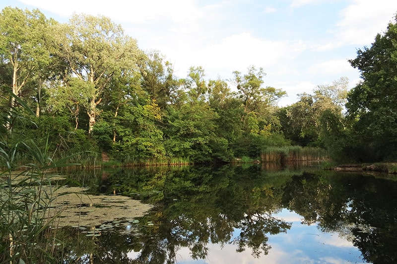 Bäume und Teich im Naturschutzgebiet Lobau, Wien