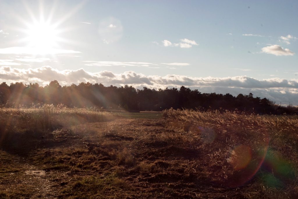 Foto Lobau Sommernachmittag
