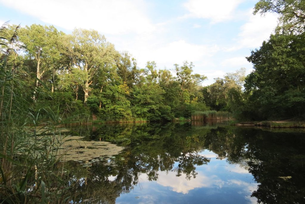 Foto Lobau mit abgelegenem Teich und Wasserpflanzen