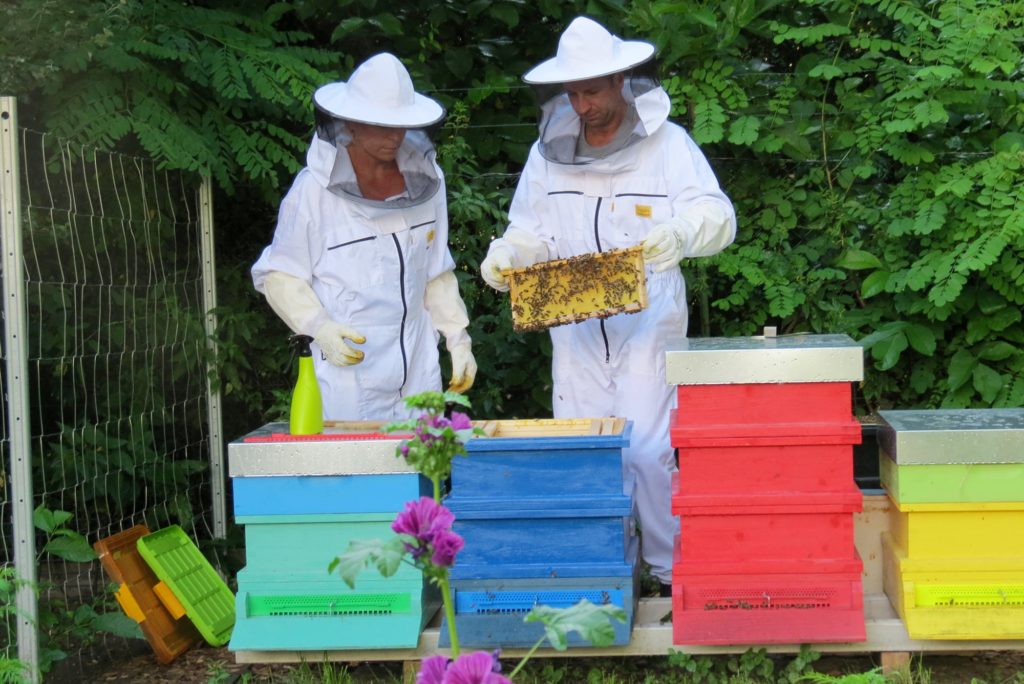 Foto Bienenstöcke mit Bienen und Imkern