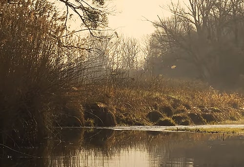 Vorschaubild für Video Morgenstimmung in der Lobau
