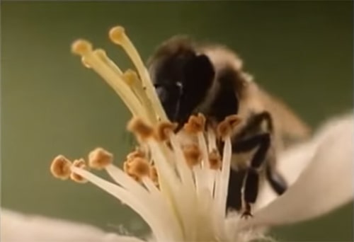 Vorschaubild für Video So entsteht Honig