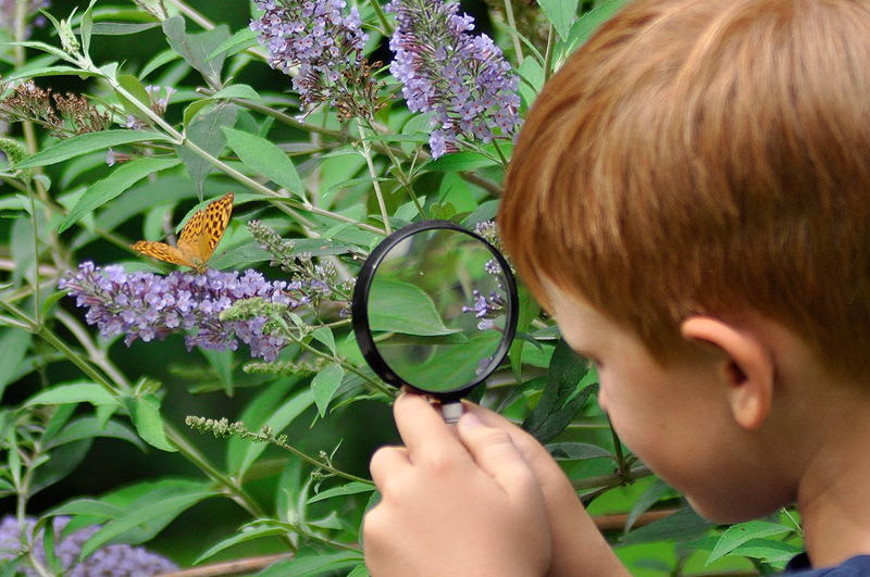 Kleiner Bub betrachtet Schmetterling mit Lupe